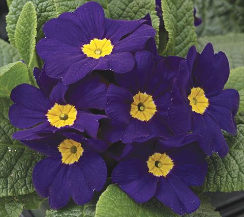 foto van een variëteit aan bloemen, te gebruiken als: Perkplant / Borders Primula acaulis, veris, vulgaris Primera Blue