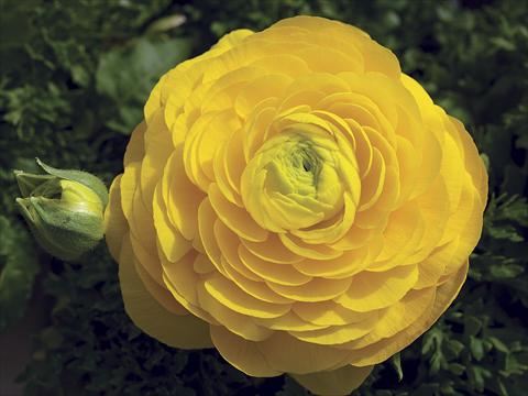 foto van een variëteit aan bloemen, te gebruiken als: Patioplant, perkplant Ranunculus asiaticus Magic Yellow