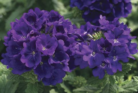 foto van een variëteit aan bloemen, te gebruiken als: Perkplant, potplant of korfplant Verbena Tuscany Blue