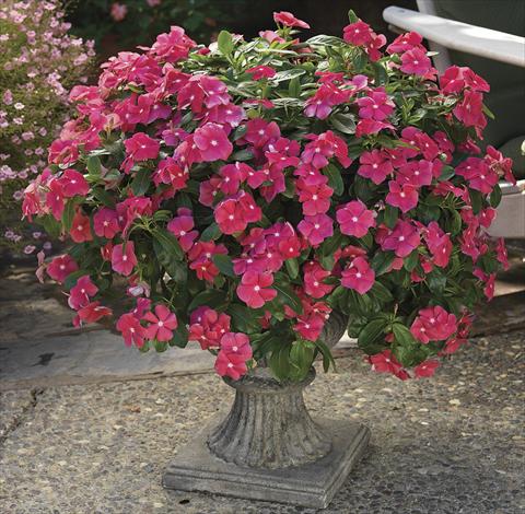 foto van een variëteit aan bloemen, te gebruiken als: Perkplant, patioplant, korfplant Catharanthus roseus - Vinca Cora Cascade Cherry