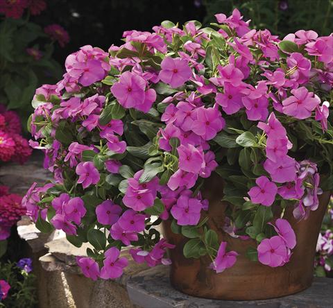 foto van een variëteit aan bloemen, te gebruiken als: Perkplant, patioplant, korfplant Catharanthus roseus - Vinca Cora Cascade Lilac