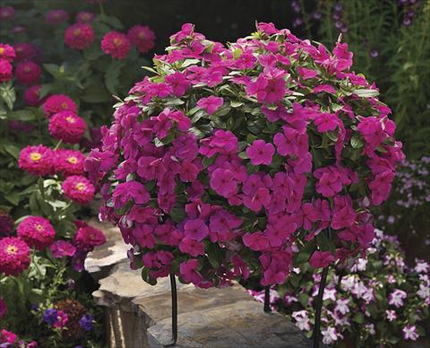 foto van een variëteit aan bloemen, te gebruiken als: Perkplant, patioplant, korfplant Catharanthus roseus - Vinca Cora Cascade Magenta