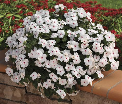 foto van een variëteit aan bloemen, te gebruiken als: Perkplant, patioplant, korfplant Catharanthus roseus - Vinca Cora Cascade WhitePolkaDot