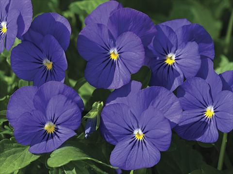 foto van een variëteit aan bloemen, te gebruiken als: Perkplant / Borders Viola cornuta Penny Blue