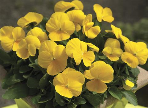 foto van een variëteit aan bloemen, te gebruiken als: Perkplant / Borders Viola cornuta Penny Clear Yellow