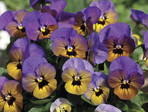 foto van een variëteit aan bloemen, te gebruiken als: Perkplant / Borders Viola cornuta Penny Marlies
