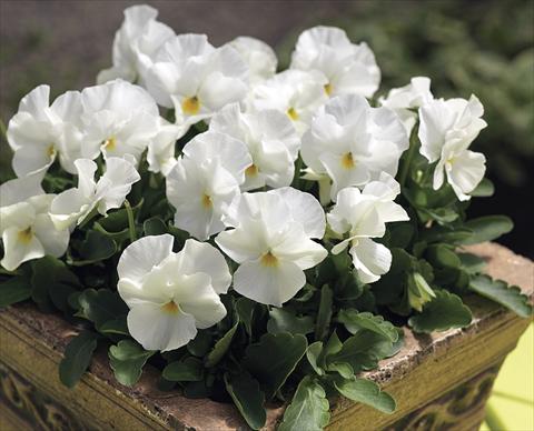 foto van een variëteit aan bloemen, te gebruiken als: Perkplant / Borders Viola cornuta Penny White