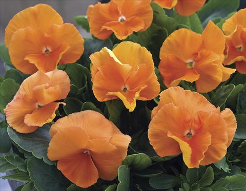 foto van een variëteit aan bloemen, te gebruiken als: Perkplant / Borders Viola wittrockiana Karma Deep Orange