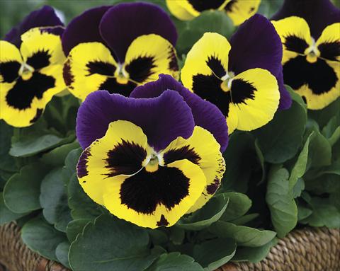foto van een variëteit aan bloemen, te gebruiken als: Perkplant / Borders Viola wittrockiana Karma Purple Wing
