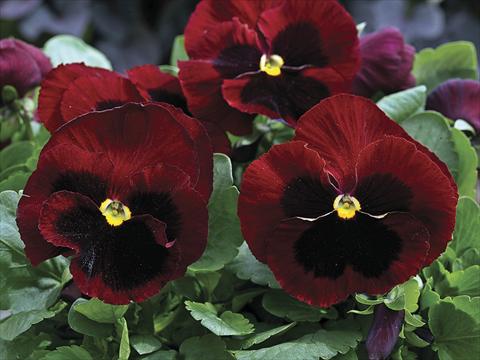 foto van een variëteit aan bloemen, te gebruiken als: Perkplant / Borders Viola wittrockiana Mammoth Big Red