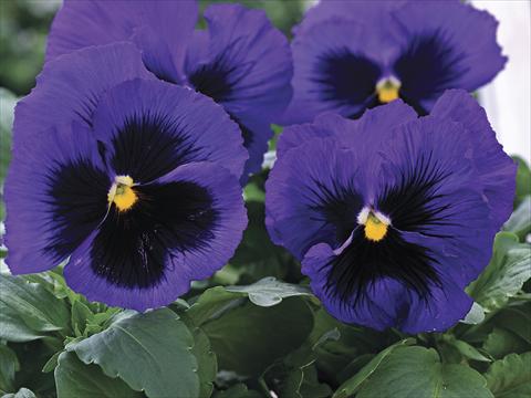 foto van een variëteit aan bloemen, te gebruiken als: Perkplant / Borders Viola wittrockiana Mammoth Blue-Ti-Full