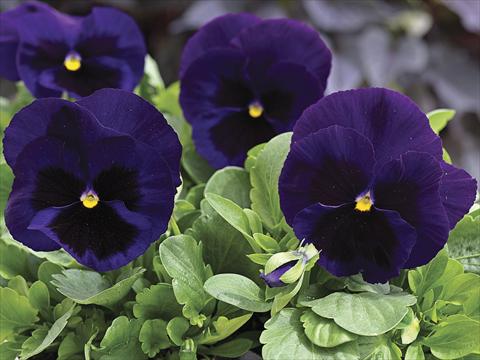 foto van een variëteit aan bloemen, te gebruiken als: Perkplant / Borders Viola wittrockiana Mammoth Deep Blue Dazzle