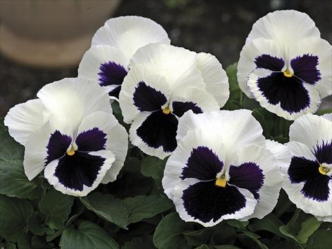 foto van een variëteit aan bloemen, te gebruiken als: Perkplant / Borders Viola wittrockiana Mammoth Glamarama White