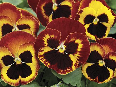 foto van een variëteit aan bloemen, te gebruiken als: Perkplant / Borders Viola wittrockiana Mammoth On Fire