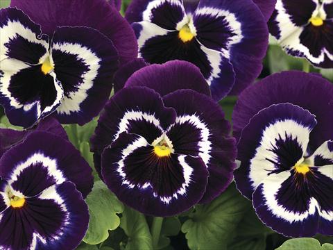 foto van een variëteit aan bloemen, te gebruiken als: Perkplant / Borders Viola wittrockiana Mammoth Viva La Violet