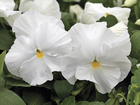foto van een variëteit aan bloemen, te gebruiken als: Perkplant / Borders Viola wittrockiana Mammoth White Hot