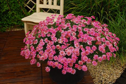 foto van een variëteit aan bloemen, te gebruiken als: Pot - en perkplant Argyranthemum frutescens Rosalie Pink