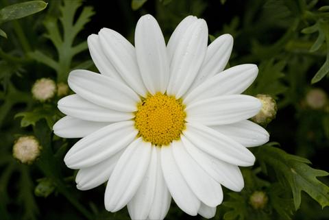 foto van een variëteit aan bloemen, te gebruiken als: Perkplant / Borders Argyranthemum frutescens White Butterfly