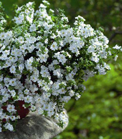 foto van een variëteit aan bloemen, te gebruiken als: Perkplant, potplant of korfplant Bacopa (Sutera cordata) Copa Double White
