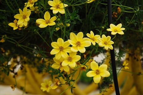foto van een variëteit aan bloemen, te gebruiken als: Potplant, perkplant, patioplant, korfplant Bidens ferulifolia Summerlovers Top Sun