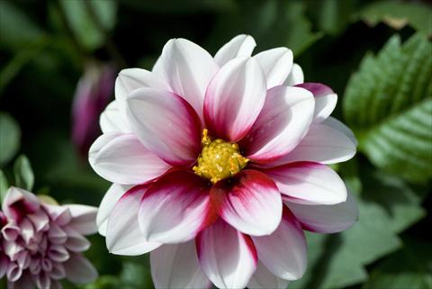 foto van een variëteit aan bloemen, te gebruiken als: Pot - en perkplant Dahlia Starlias Bicolor
