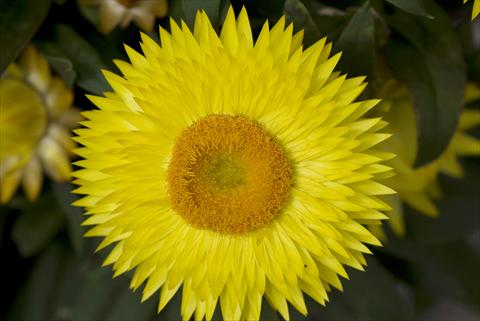 foto van een variëteit aan bloemen, te gebruiken als: Pot - en perkplant Helichrysum (Bracteantha) Xagros Yellow Sun