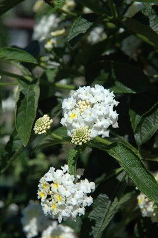 foto van een variëteit aan bloemen, te gebruiken als: Potplant, perkplant, patioplant Lantana camara Schneewittchen