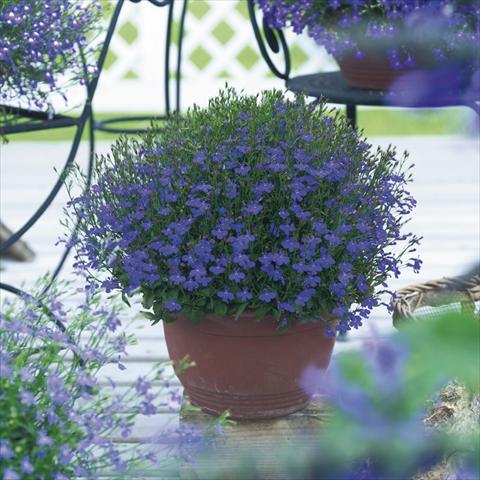 foto van een variëteit aan bloemen, te gebruiken als: Potplant, perkplant, patioplant, korfplant Lobelia richardii Dark Blue Angel