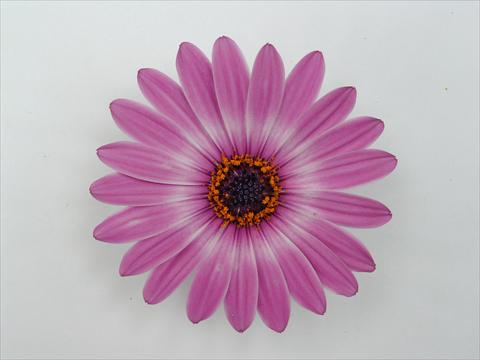 foto van een variëteit aan bloemen, te gebruiken als: Pot - en perkplant Osteospermum Impassion Grande Pink Blush