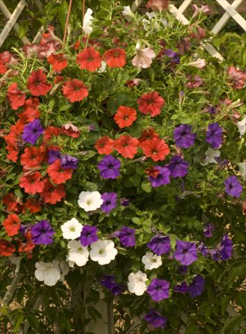 foto van een variëteit aan bloemen, te gebruiken als: Potplant, perkplant, patioplant, korfplant Petunia Sunpleasure Mix