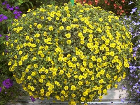 foto van een variëteit aan bloemen, te gebruiken als: Potplant, perkplant, patioplant Sanvitalia Summerlovers Improved Yellow Sun