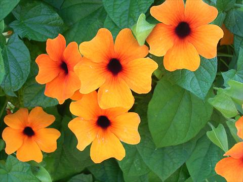 foto van een variëteit aan bloemen, te gebruiken als: Pot - en perkplant Thumbergia Sunny Susy Rot-Orange