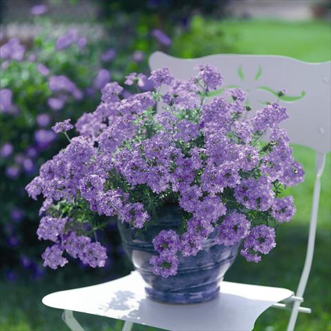 foto van een variëteit aan bloemen, te gebruiken als: Potplant, patioplant, korfplant Verbena Summerdreams Patio Lavender