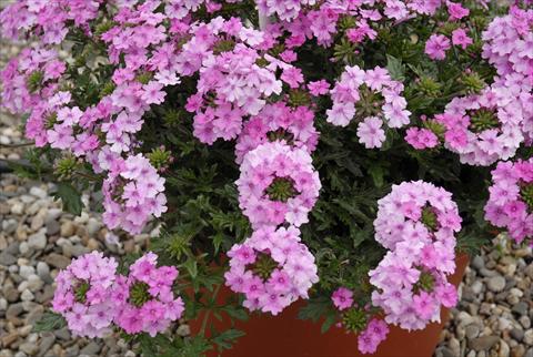 foto van een variëteit aan bloemen, te gebruiken als: Perkplant, potplant of korfplant Verbena Velox Pink