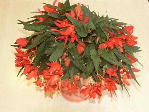 foto van een variëteit aan bloemen, te gebruiken als: Potplant, perkplant, patioplant, korfplant Begonia hybrida Sparkler Scarlet