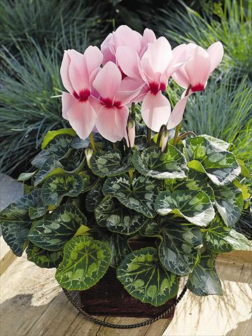 foto van een variëteit aan bloemen, te gebruiken als: Pot - en perkplant Cyclamen persicum Sierra Synchro Light Pink with Eye