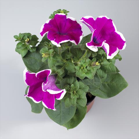 foto van een variëteit aan bloemen, te gebruiken als: Potplant, perkplant, patioplant, korfplant Petunia pendula Surfinia® Giant Purple Picotée
