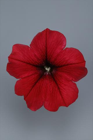 foto van een variëteit aan bloemen, te gebruiken als: Pot - en perkplant Petunia pendula Surfinia® Table Dark Red