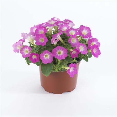 foto van een variëteit aan bloemen, te gebruiken als: Pot - en perkplant Petunia pendula Surfinia® Table Pink Morn