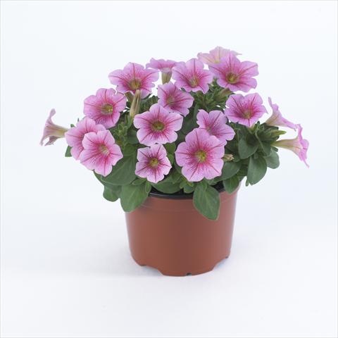 foto van een variëteit aan bloemen, te gebruiken als: Pot - en perkplant Petunia pendula Surfinia® Table Salmon Vein