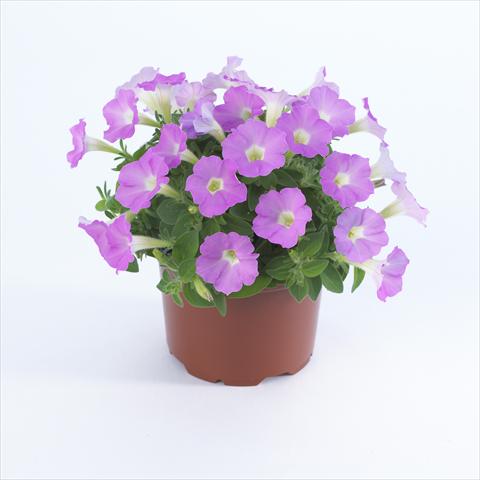 foto van een variëteit aan bloemen, te gebruiken als: Pot - en perkplant Petunia pendula Surfinia® Table Soft Pink