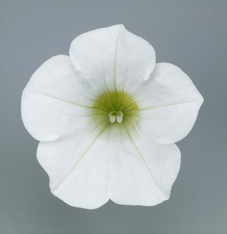 foto van een variëteit aan bloemen, te gebruiken als: Pot - en perkplant Petunia pendula Surfinia® Table White