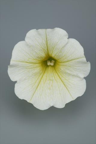 foto van een variëteit aan bloemen, te gebruiken als: Pot - en perkplant Petunia pendula Surfinia® Table Yellow