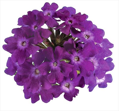 foto van een variëteit aan bloemen, te gebruiken als: Potplant, perkplant, patioplant, korfplant Verbena Benella Violet
