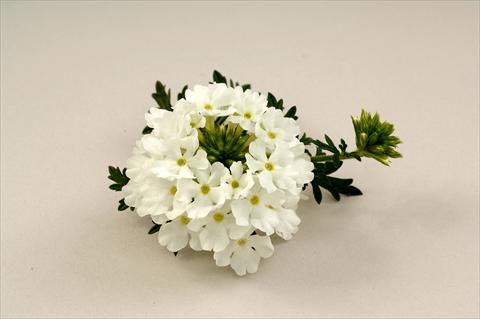 foto van een variëteit aan bloemen, te gebruiken als: Potplant, perkplant, patioplant, korfplant Verbena Benella White