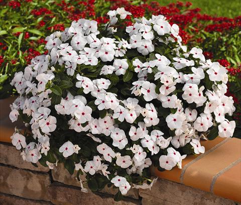 foto van een variëteit aan bloemen, te gebruiken als: Potplant, perkplant, patioplant, korfplant Catharanthus roseus - Vinca Cora Cascade White Polka Dot