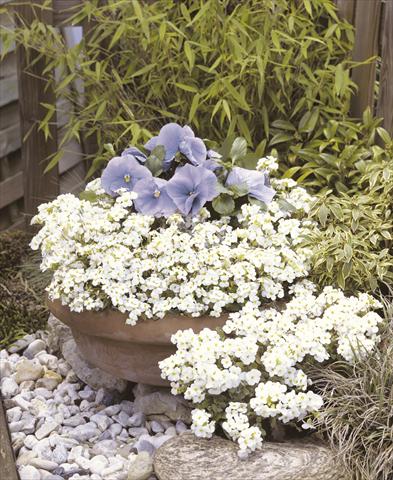 foto van een variëteit aan bloemen, te gebruiken als: Pot - en perkplant Arabis caucasica Snowfix