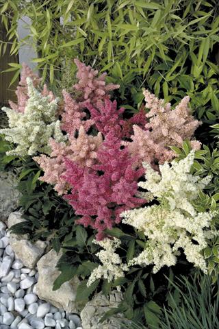 foto van een variëteit aan bloemen, te gebruiken als: Pot - en perkplant Astilbe arendsii Astary® Mix