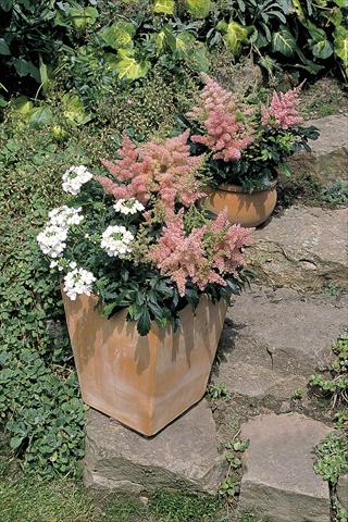 foto van een variëteit aan bloemen, te gebruiken als: Pot - en perkplant Astilbe arendsii Astary® Pink