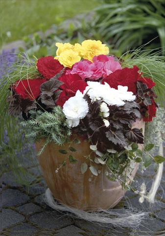 foto van een variëteit aan bloemen, te gebruiken als: Potplant, perkplant, patioplant, korfplant Begonia tuberosa NonStop® Mocca Mix